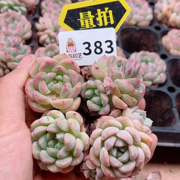 多肉植物多肉植物