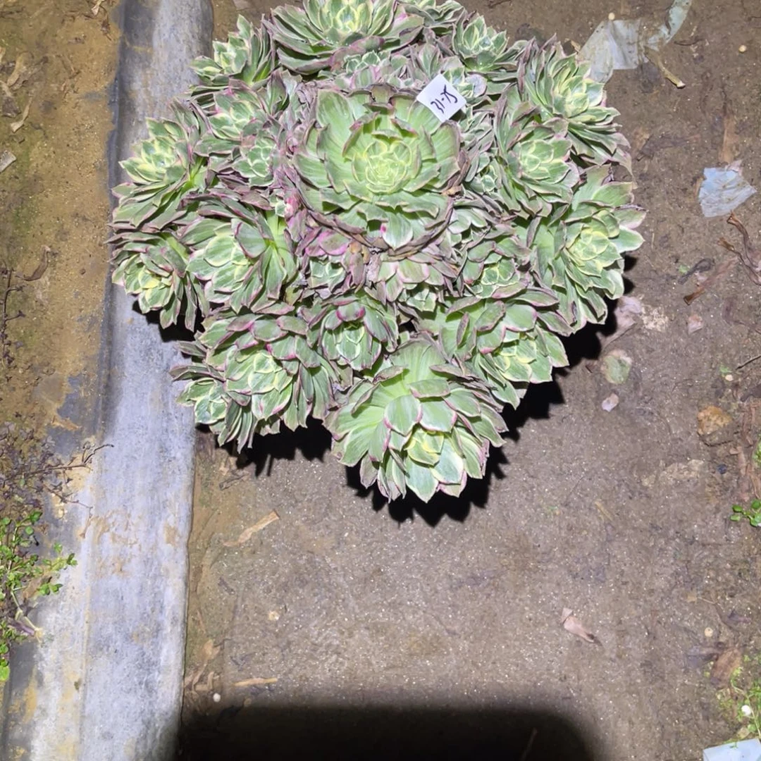 12-31-75水蜜桃法师您