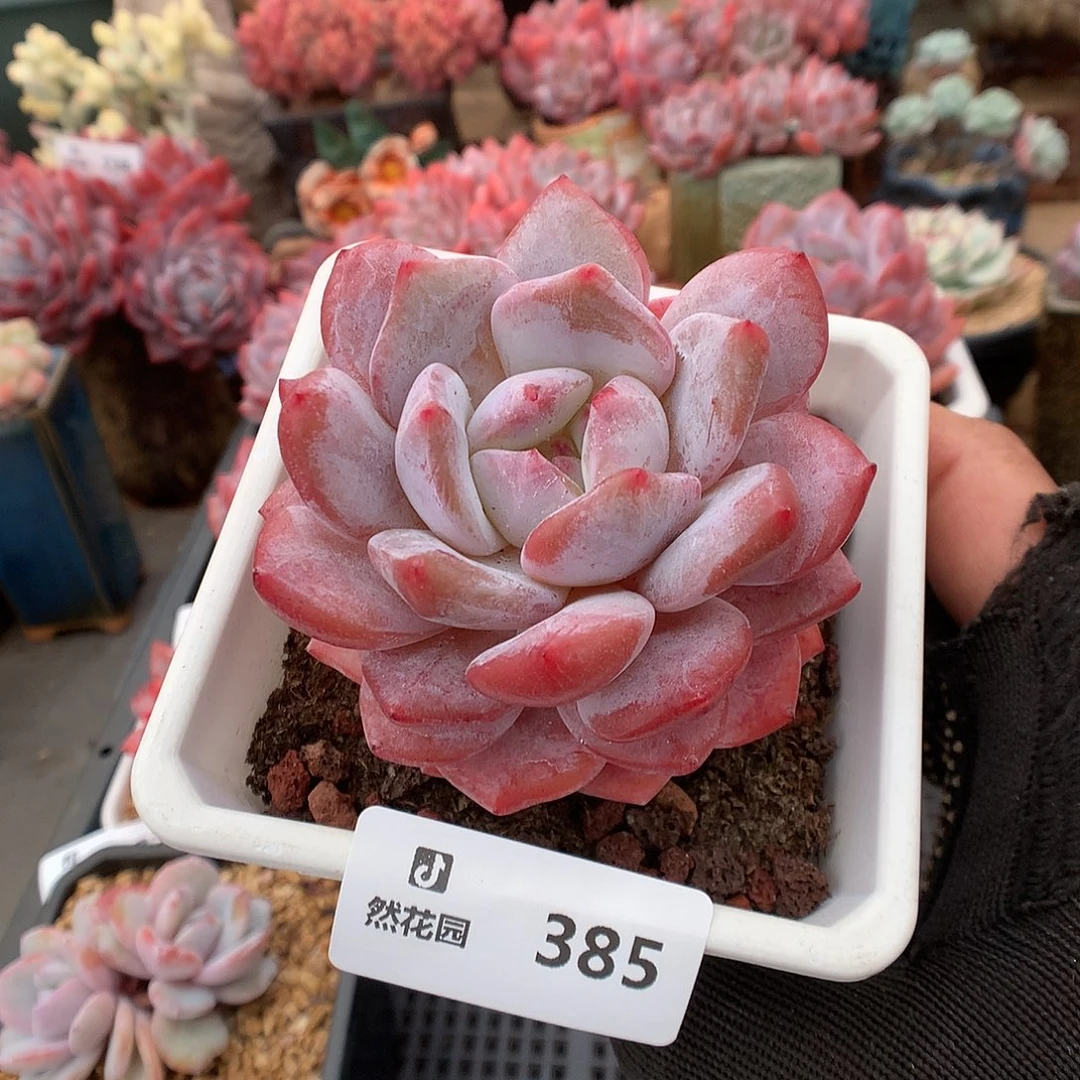 385雪天使多肉植物6666