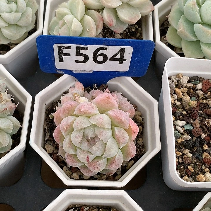 月影sp 6cm不包整群