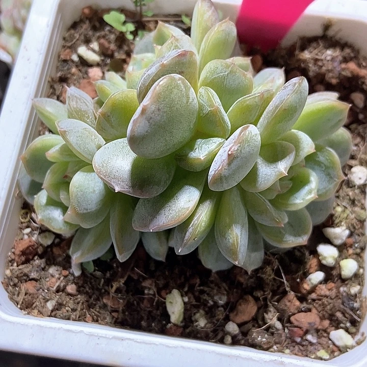 多肉植物白恋群61多肉