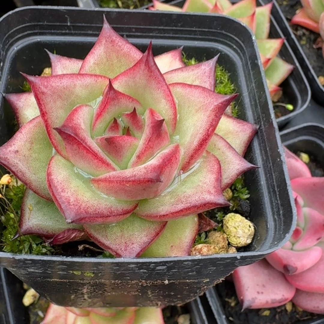 多肉杂交一物一拍17-82