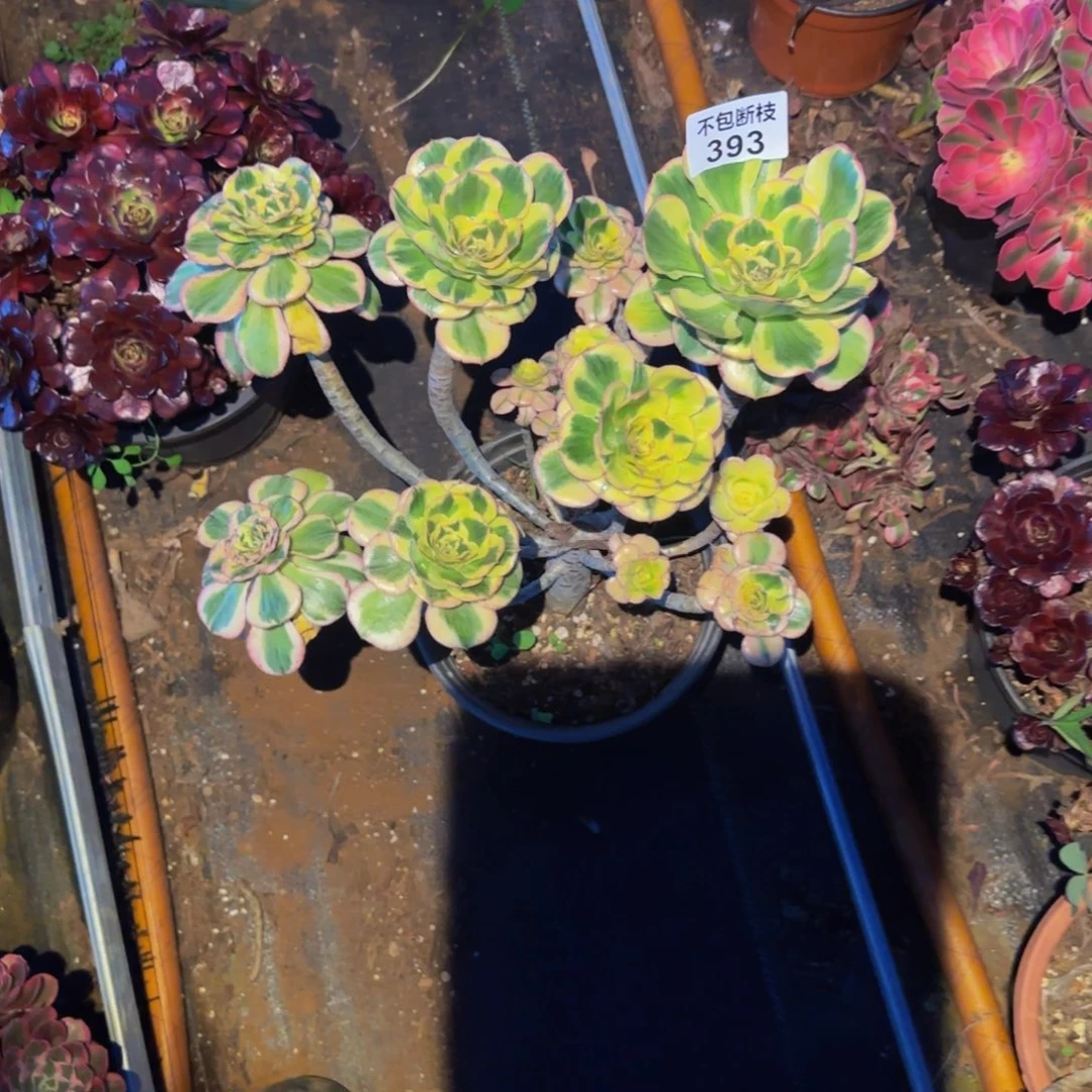 娅***娅393多肉法师锦111