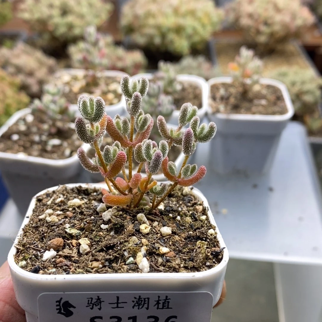 3136 实生精控优选冰晶多肉 