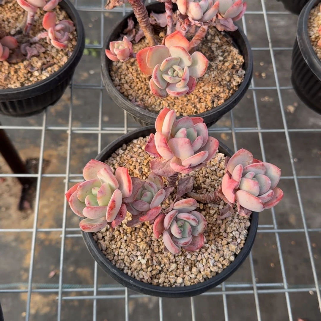 白月光群多肉植物