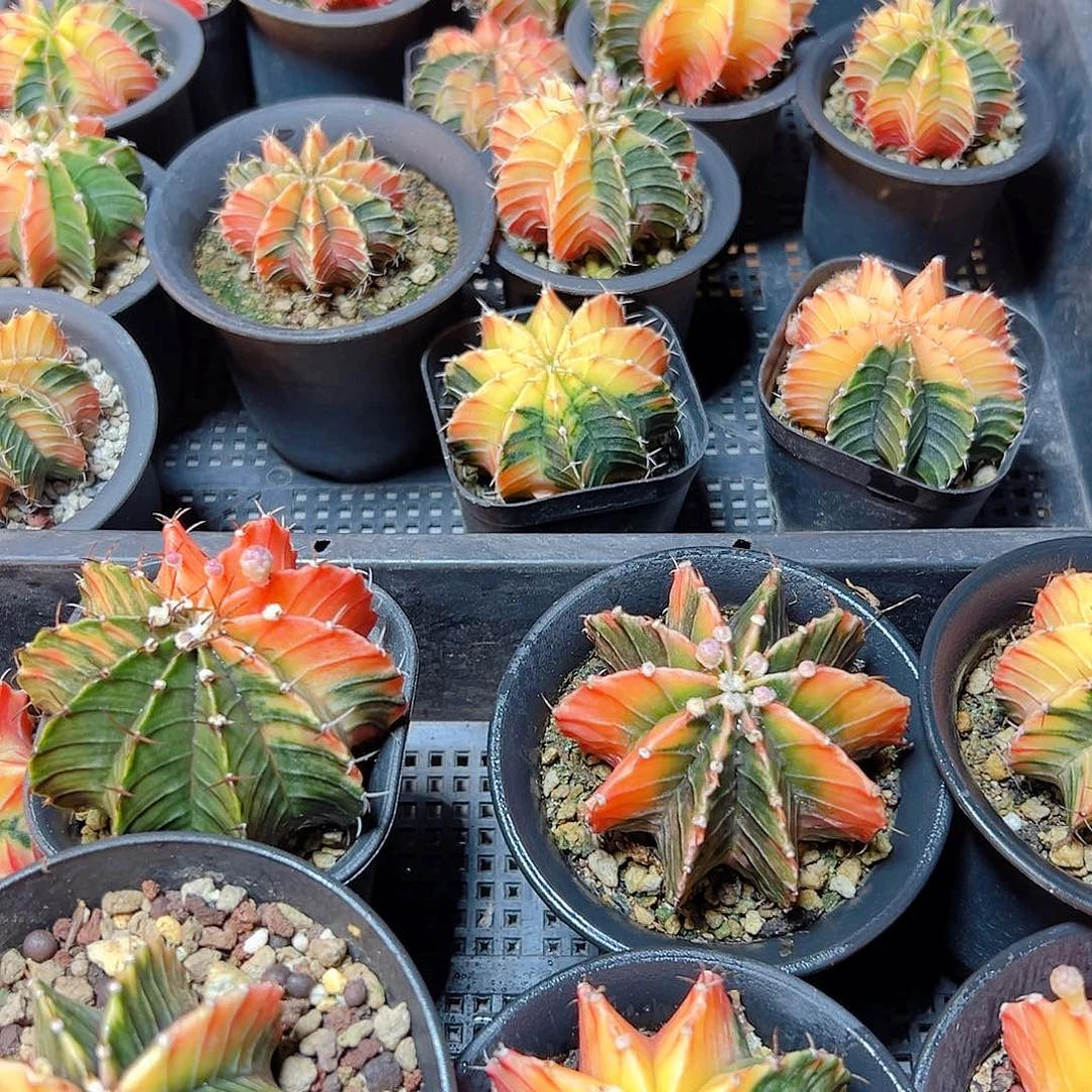 泰系实生勒骨牡丹锦6➕小4公分，2颗