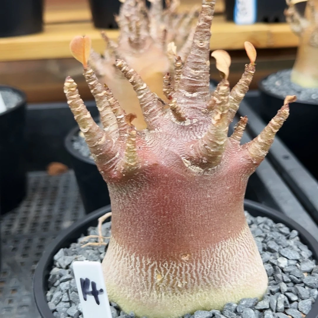 潮流植物，哥斯拉沙枚，b