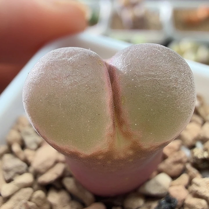2927肉锥植物红风铃