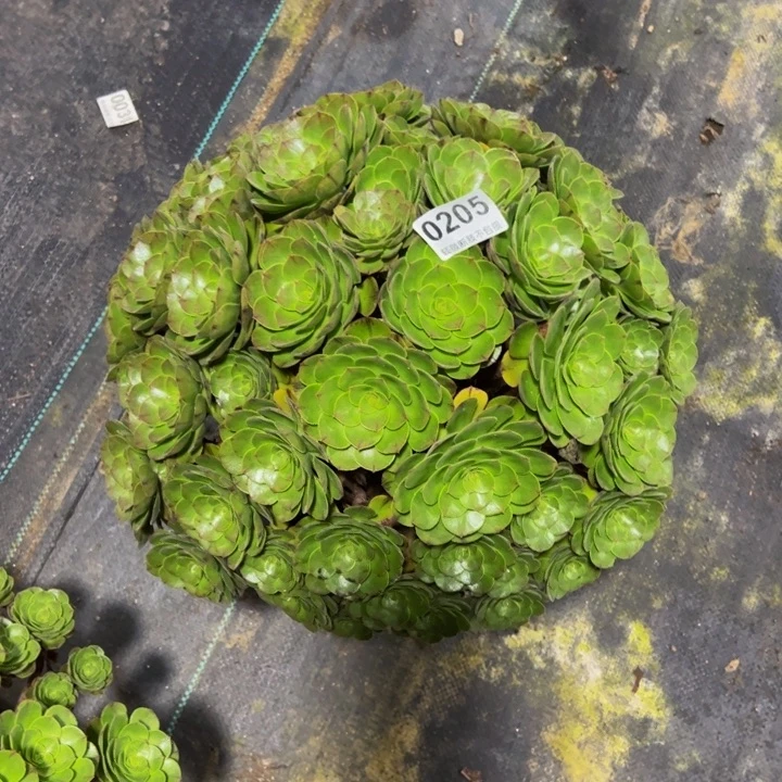 万圣节大群升02055555