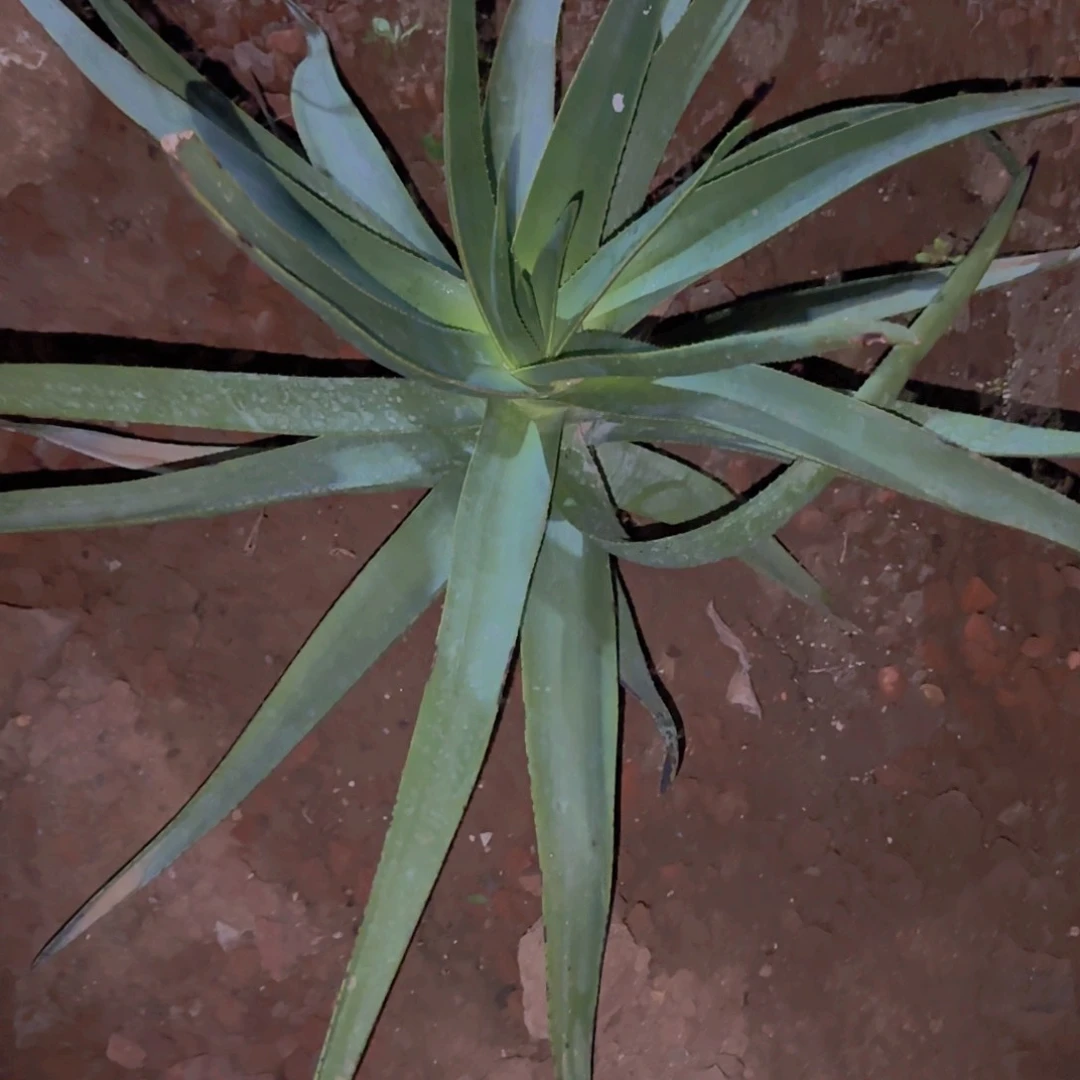 ?****人块根植物块根植物