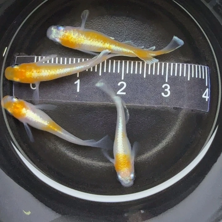 青鳉鱼红白赤壁36号