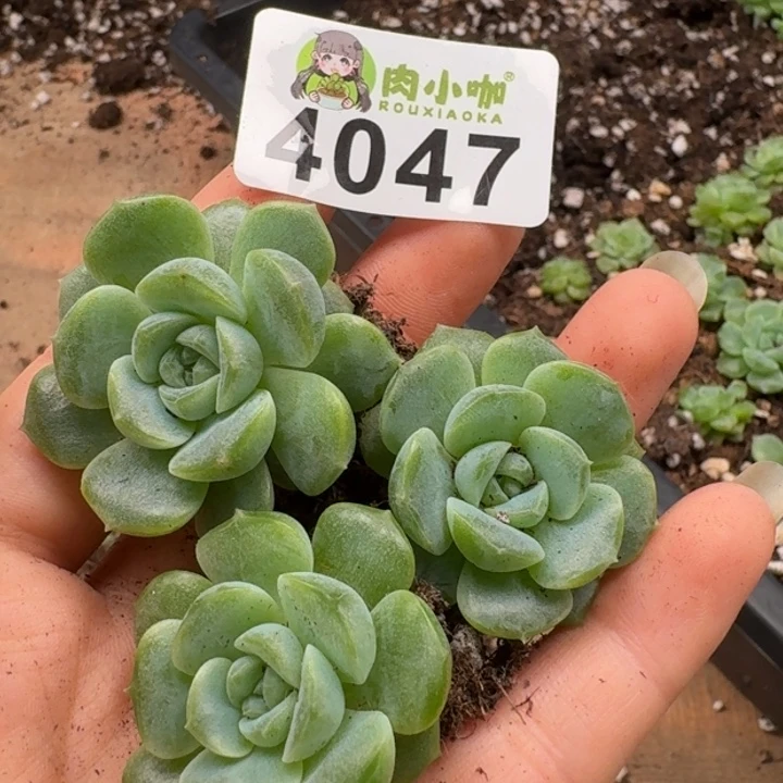 月***凉无花朵多肉植物多肉植物