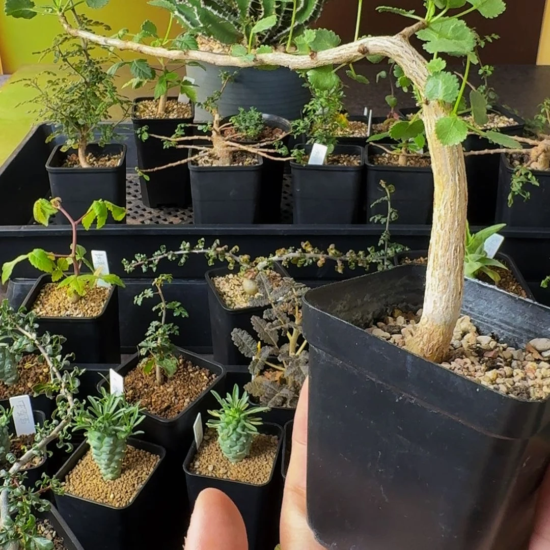 奶香味➕薄荷味 干透浇透实生纳马橄榄带盆土包邮