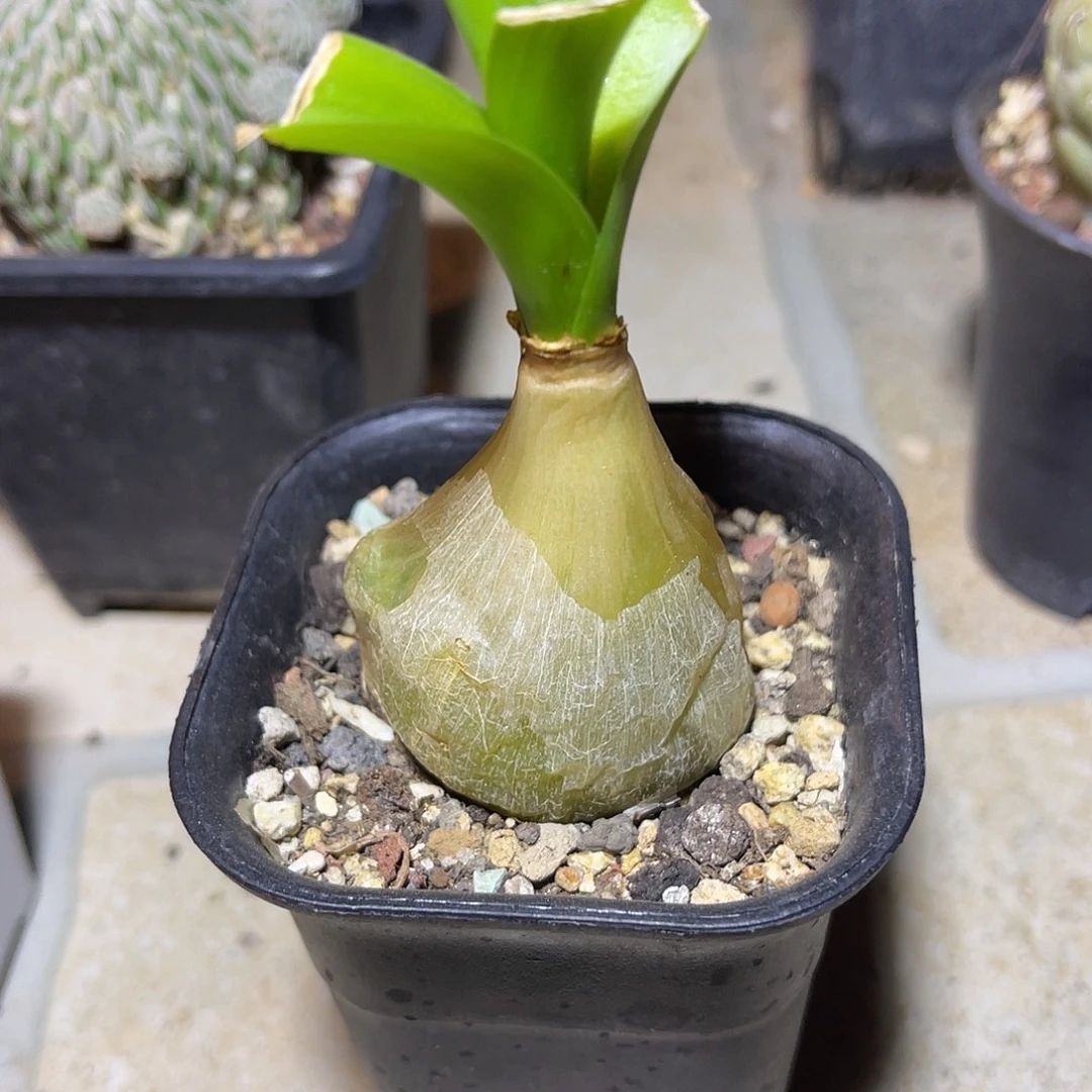 实生虎眼万年青一物一拍