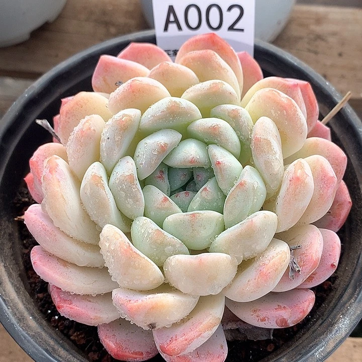 荣*海洋之心A002号lll