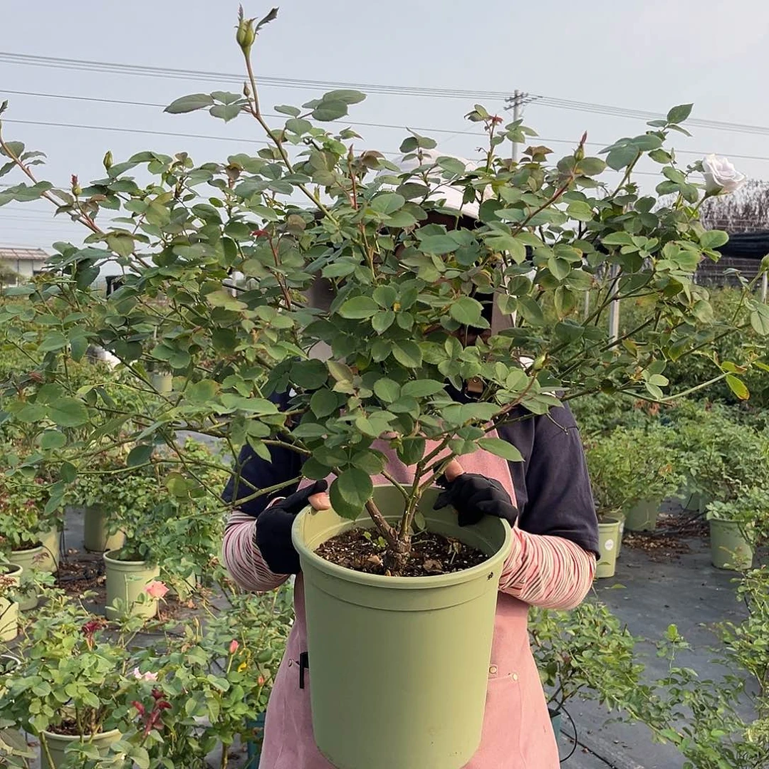 蓝色引力3加仑根接苗