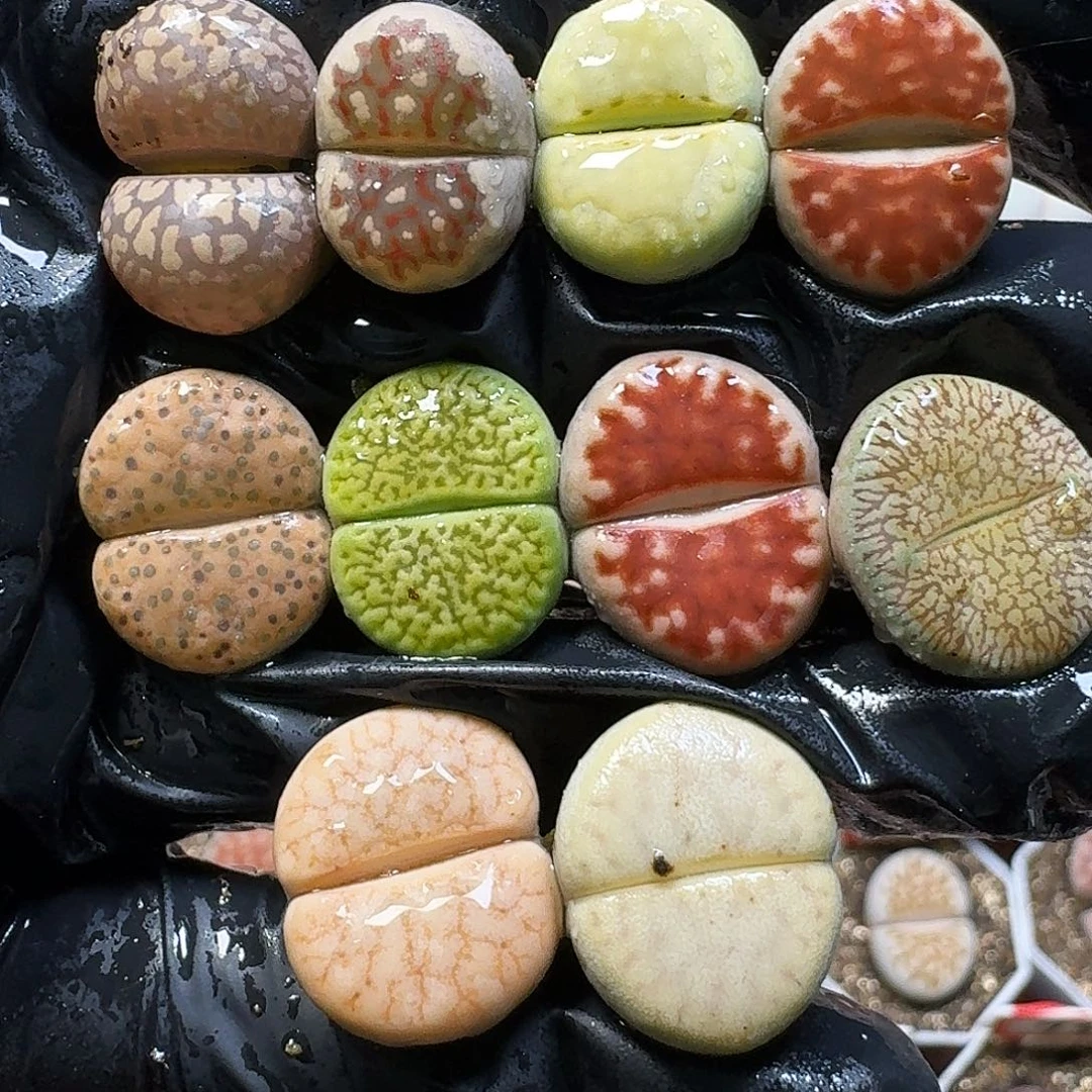 生石花111111。   262