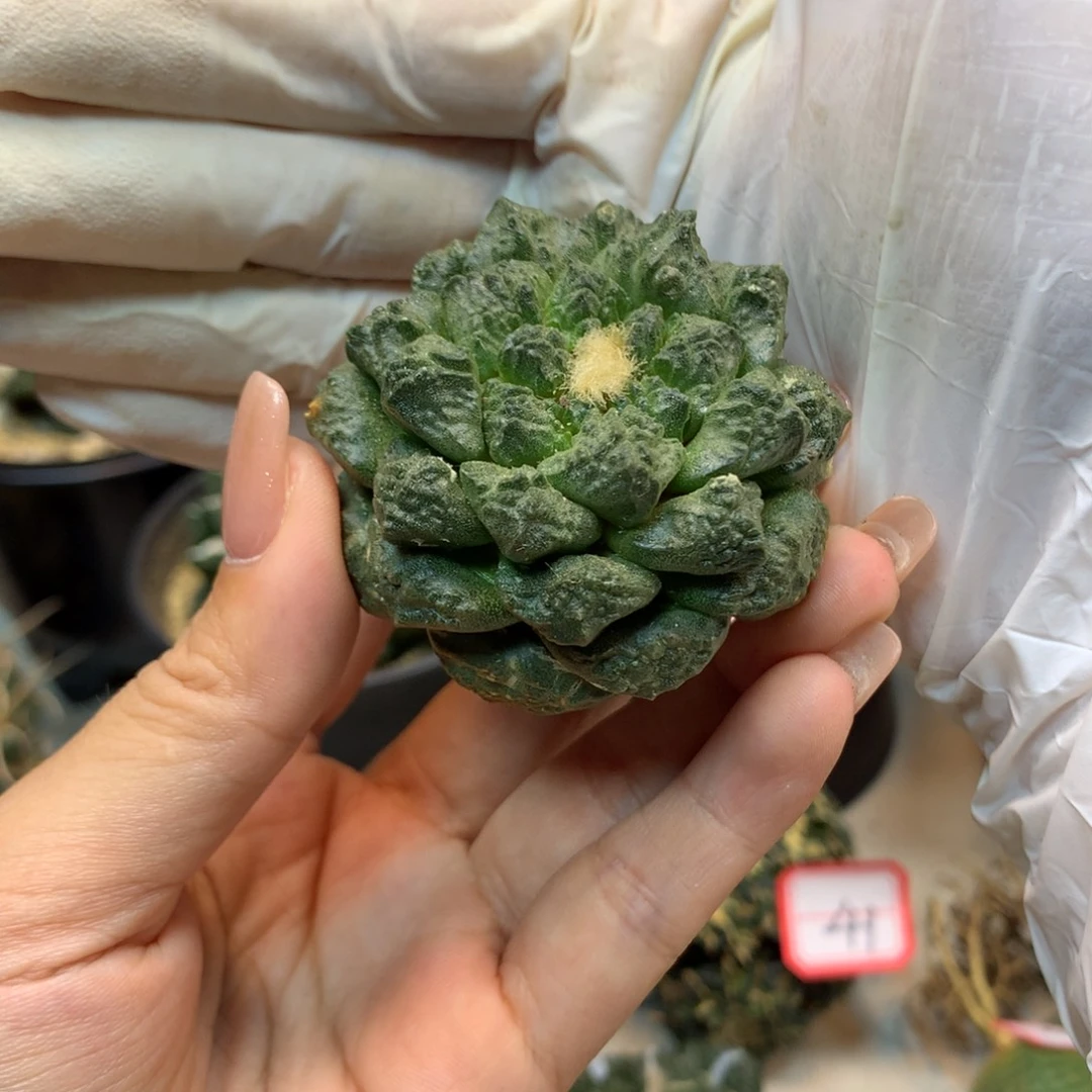 47号 小尤龟甲连山5公分 无根