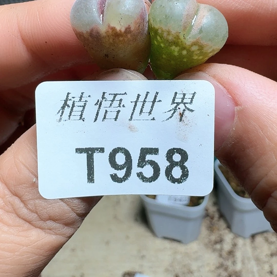 1颗一组量拍多肉植物哇c