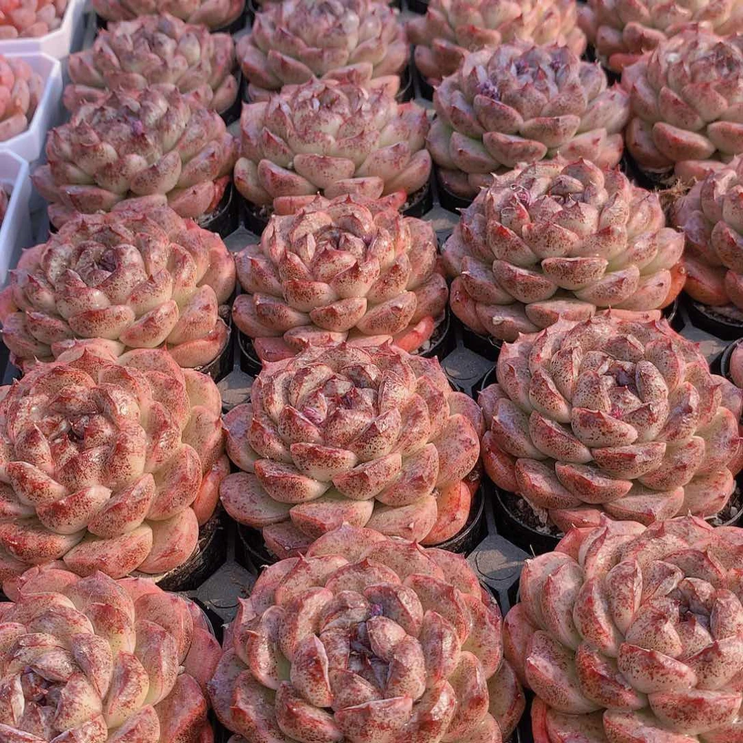 黑森林24456788999899