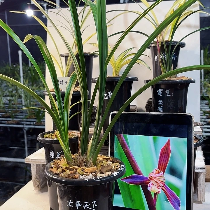 秦****完全开放墨兰墨兰墨兰