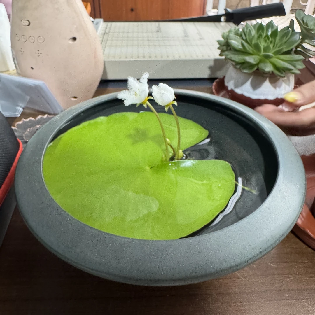一叶莲水培好养开花书桌茶桌植物