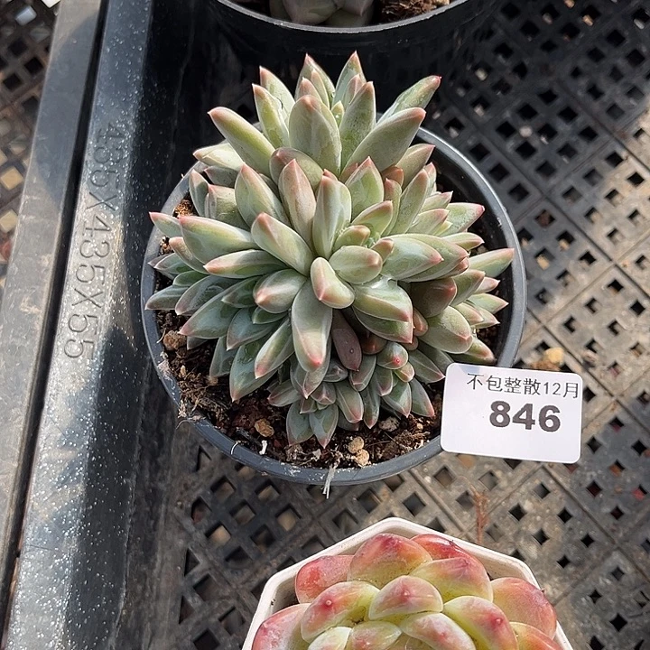 阿雅园艺。     846三色美人