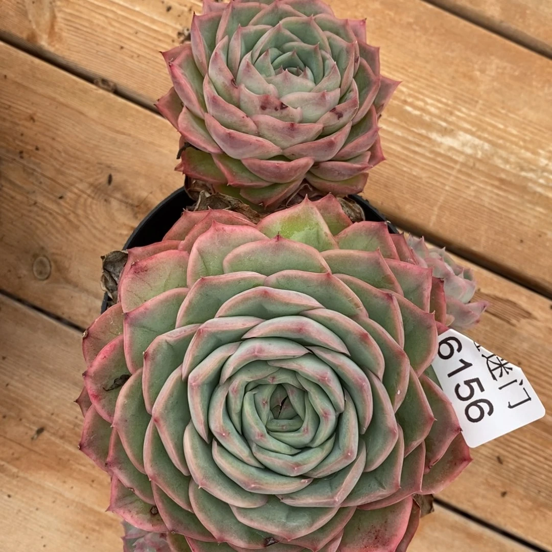 倾***8杂交精品多肉6156~13厘米