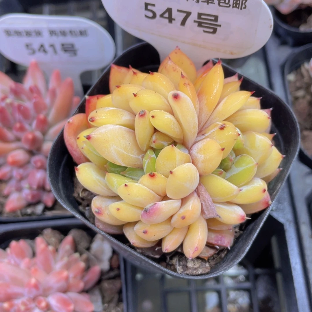 547号 珍妮朵朵缀
