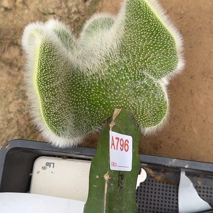 朱***8无花朵嫁接九尾狐缀796