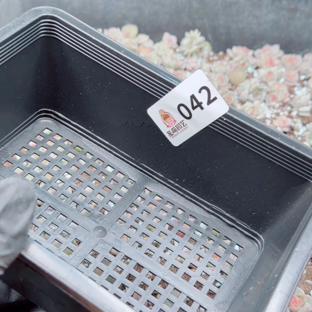 *****多肉植物多肉植物