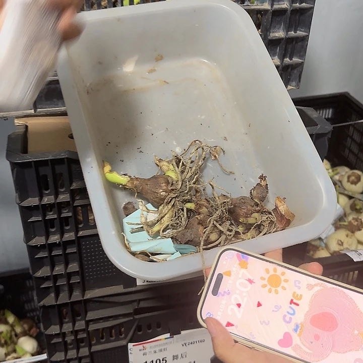 黄玫瑰3公分带侧芽