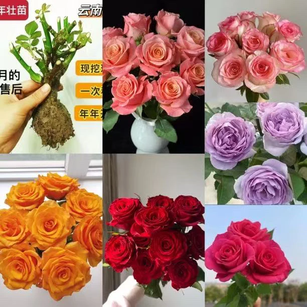 【混色5棵】（可备注品种）