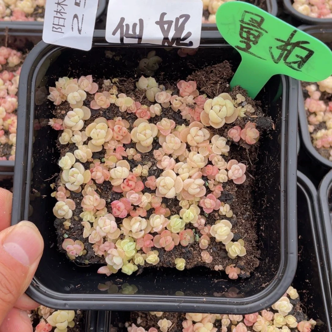 多肉植物多肉植物量拍257