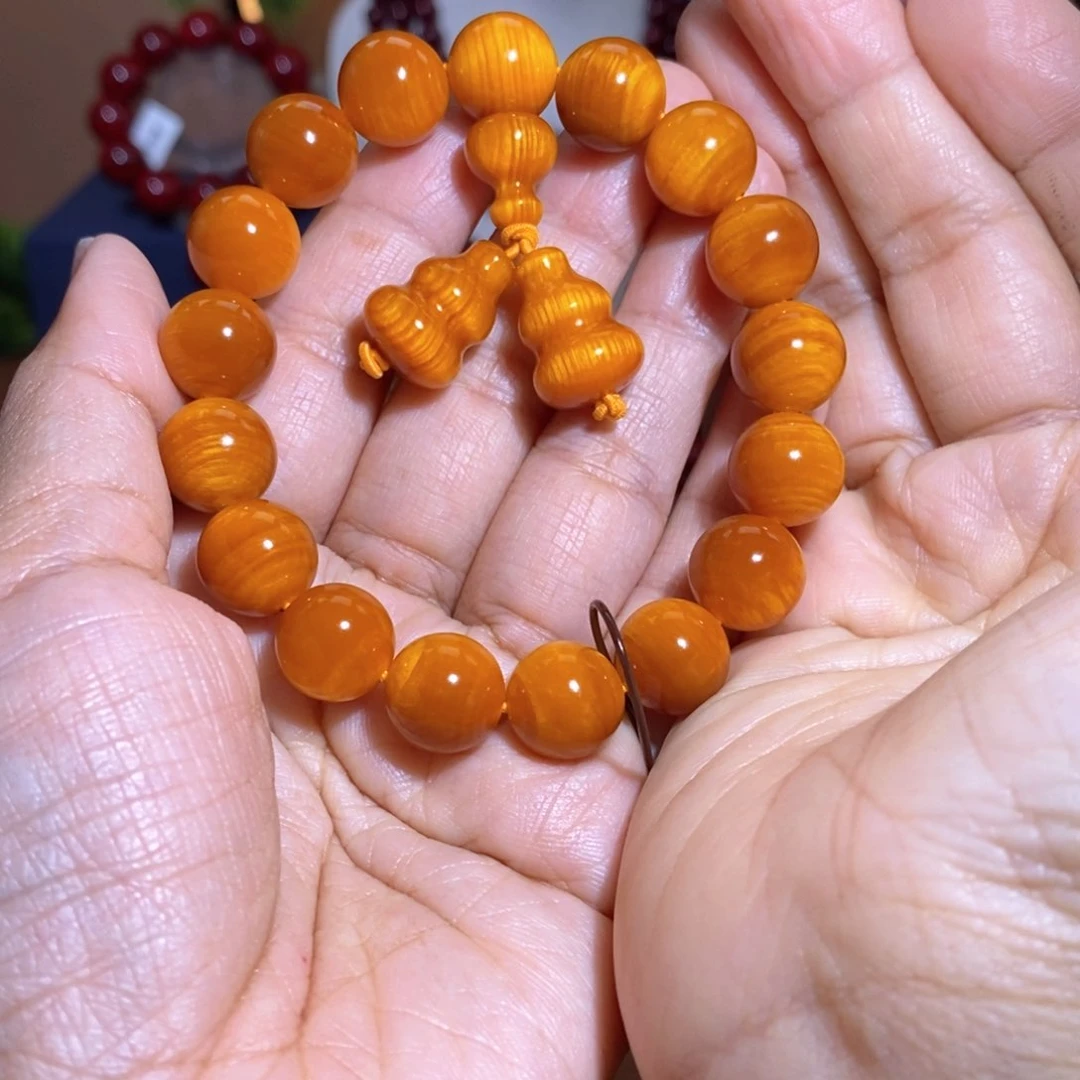 贝壳杉帝王血龙木1.2