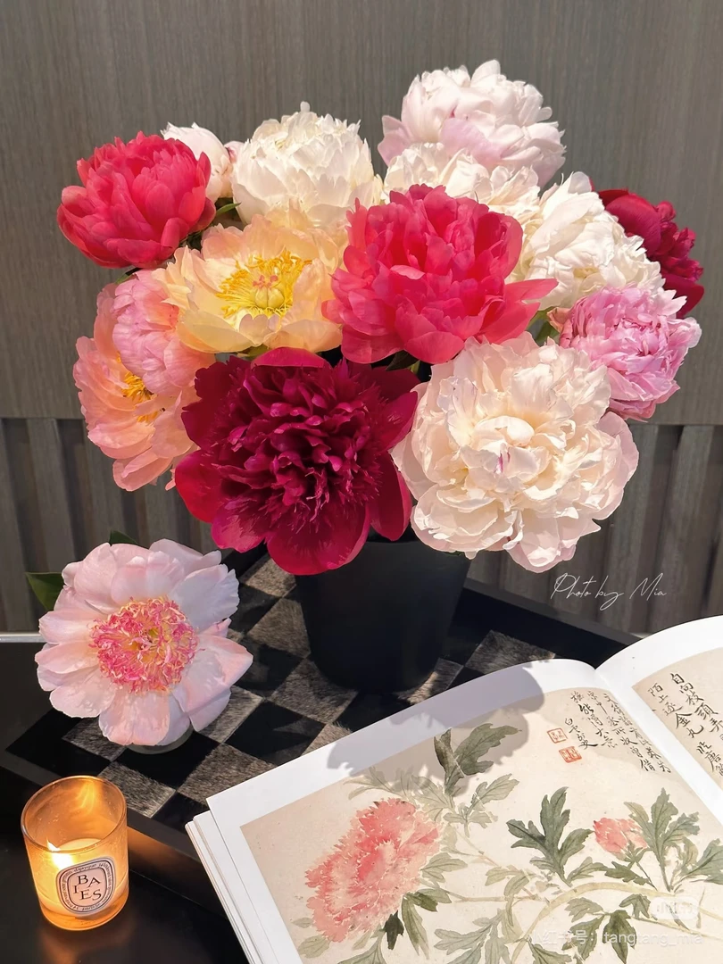 【现货B级混搭】精品芍药鲜切花