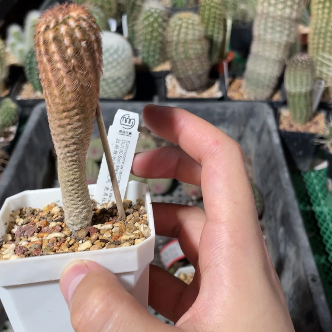 麦克风拉斯维加斯439