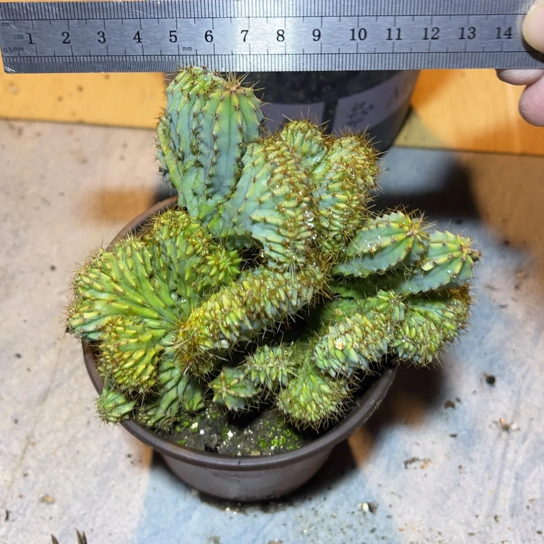 神龙木缀化仙人球