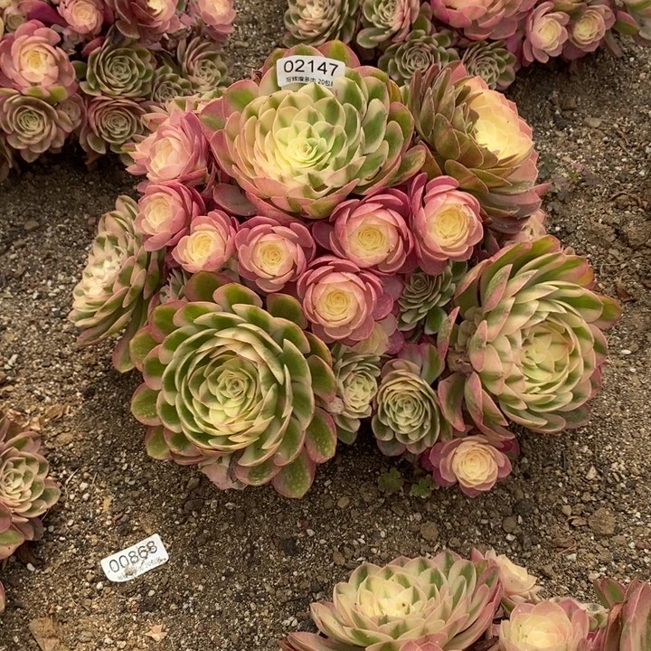 02147荔枝多肉植物