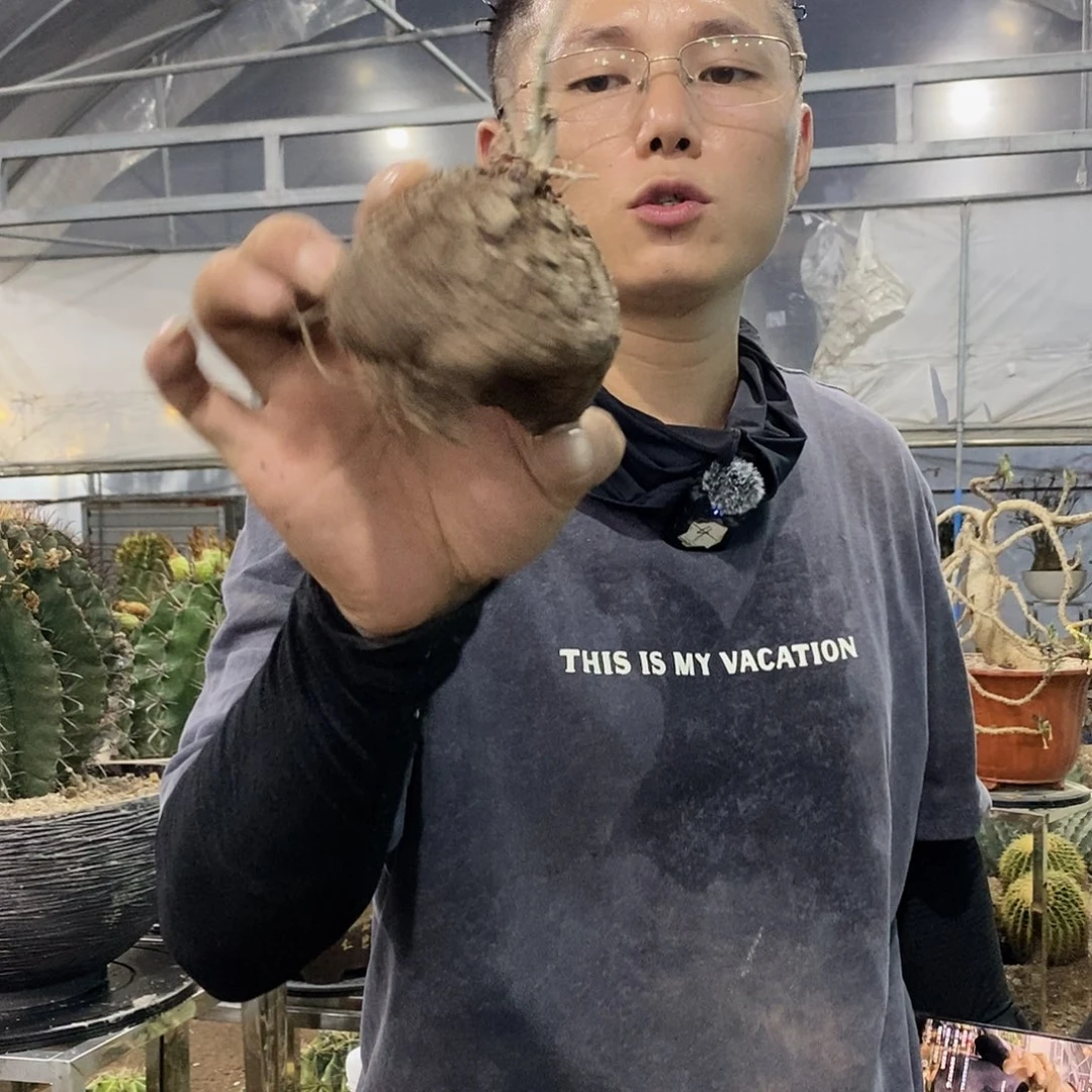 5号龟甲龙一物一拍