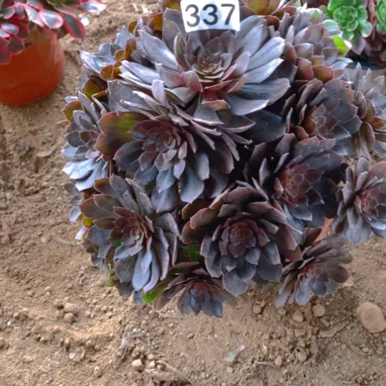 无花朵337多肉植物男爵