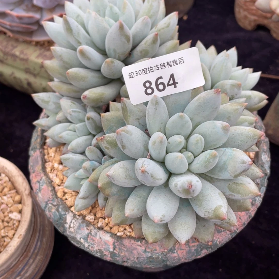 红****鱼864所罗门混血儿群生多肉植物