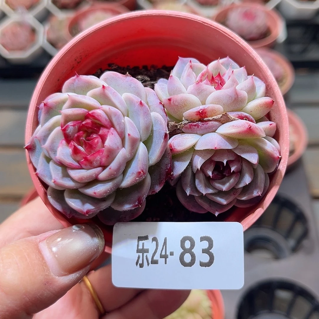 乐24-83 天鹅绒不包整