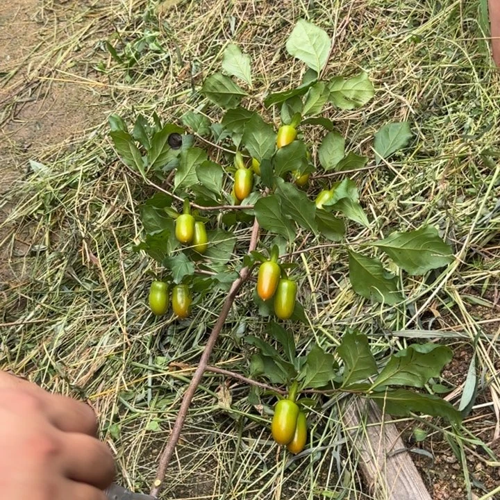 无花朵老鸦柿高压虞姬京东包邮