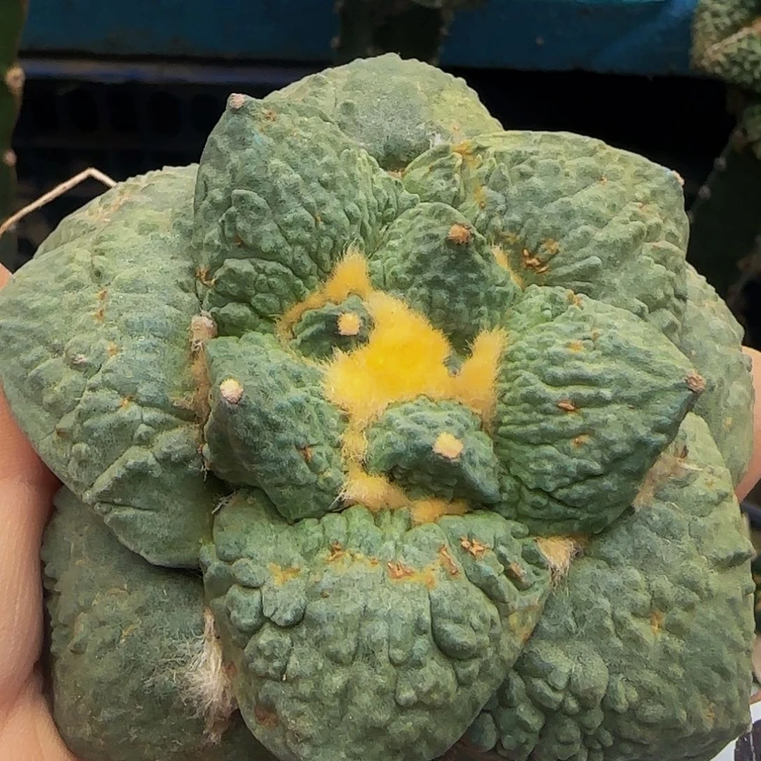 怒涛663仙人球开花