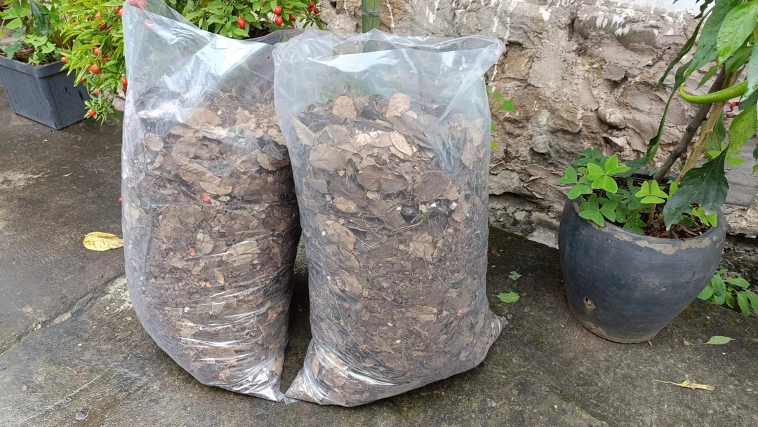 刺栗叶兰花营养土