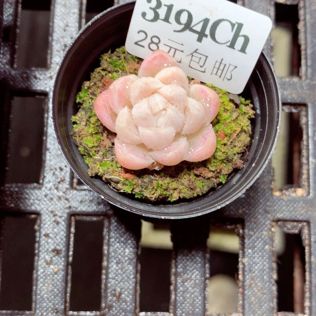 5厘米盆精控多肉3194
