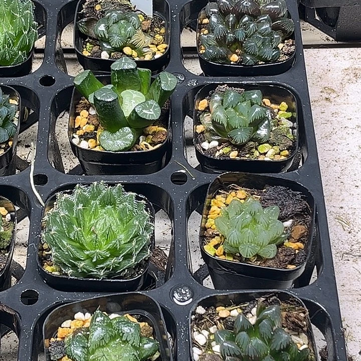 12 脱土发货8颗13.9包邮