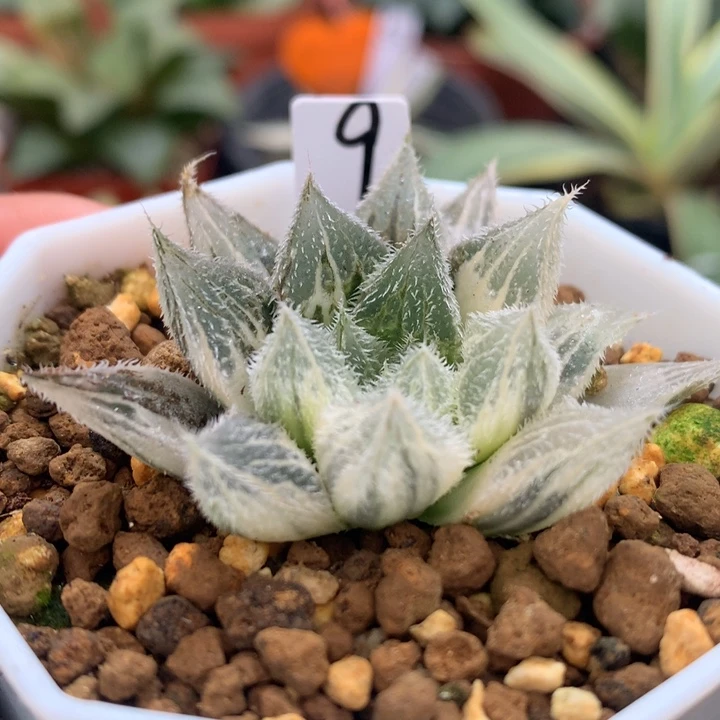 绘卷玉露锦，带盆发货