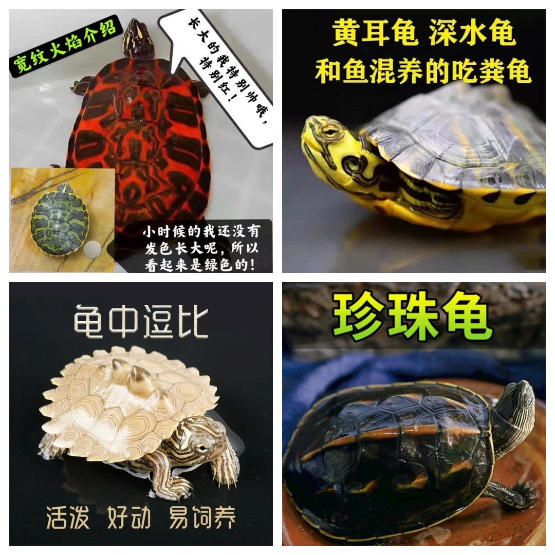 乌龟一只